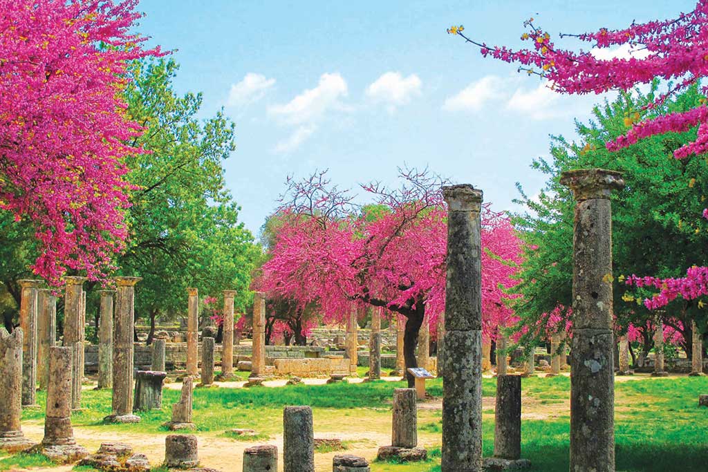Judas Trees Olympia Greece