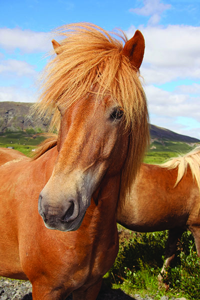 Icelandic Horse