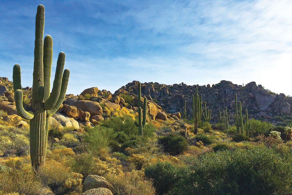 Sonoran Desert