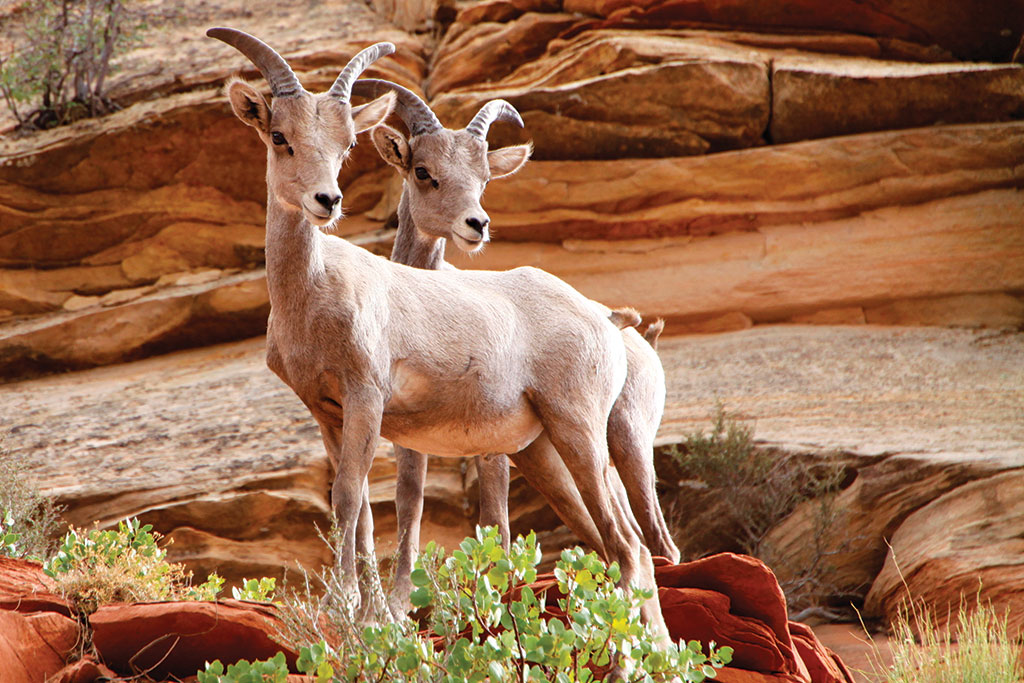 Wildlife in Zion National Park by Alaskaphoto