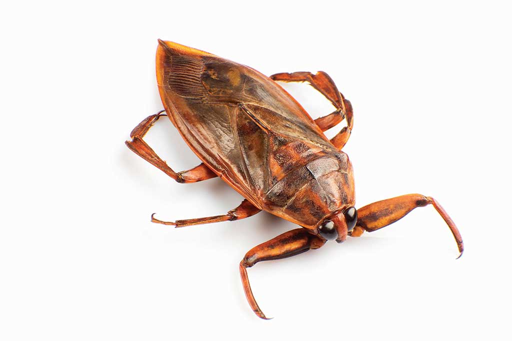 Water Beetle Thailand
