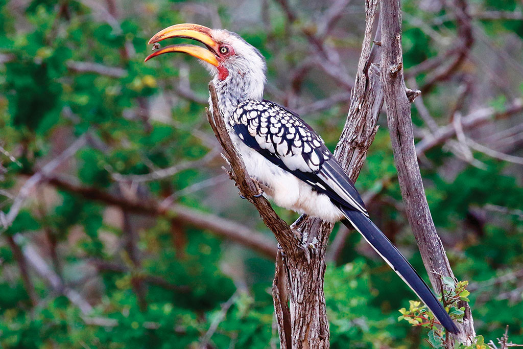 Southern Yellow-Billed Hornbill