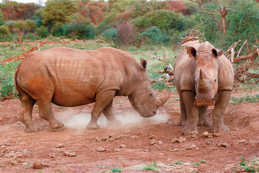 White Rhinos
