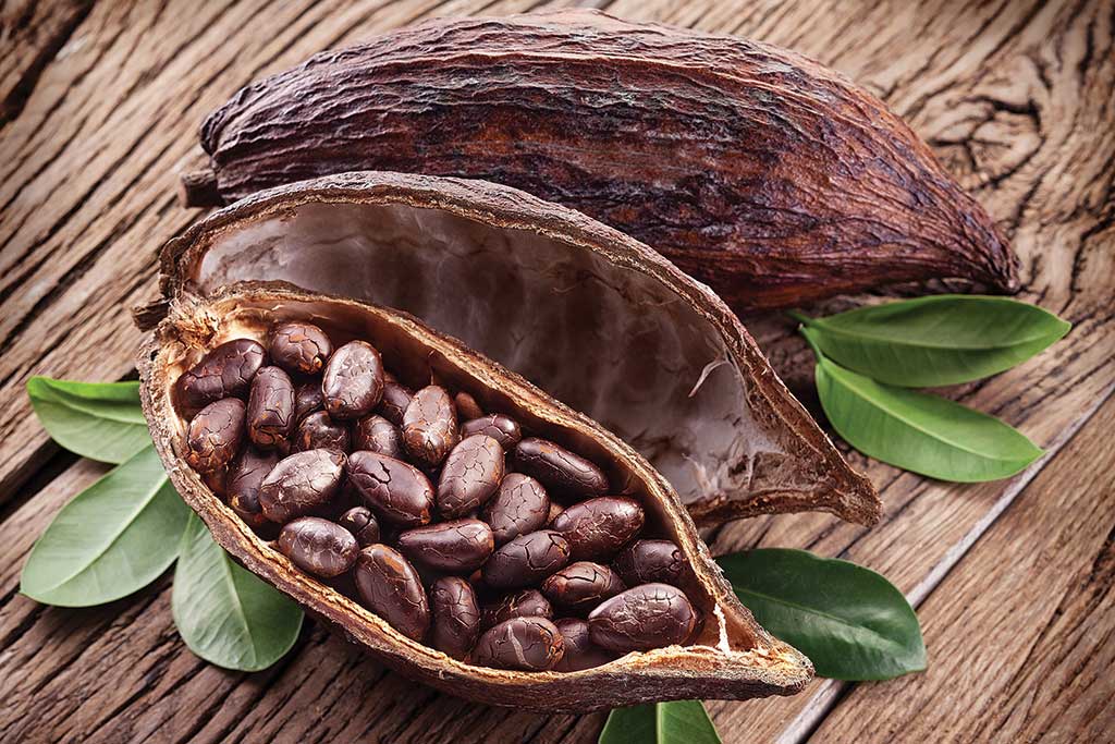 Cacao