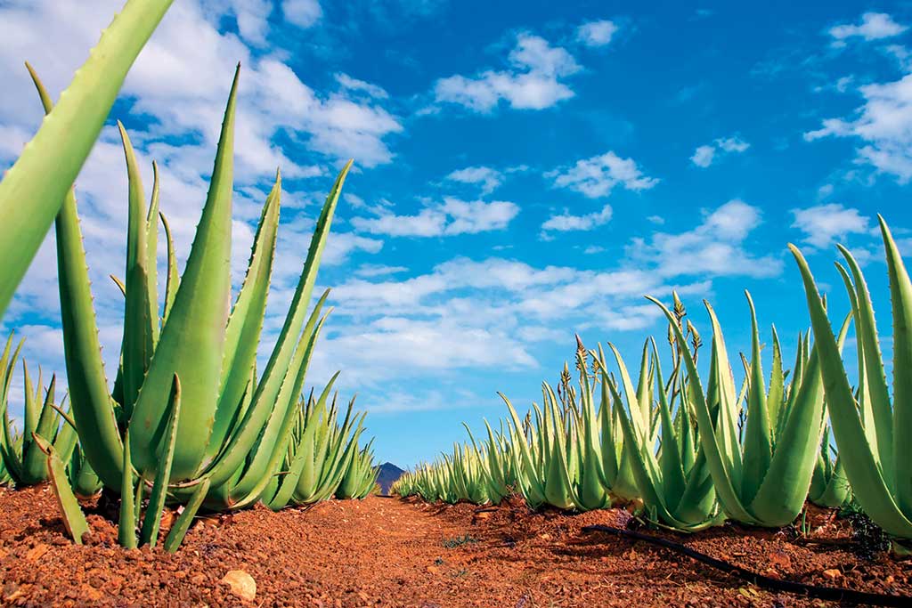 Field of Aloe Plants