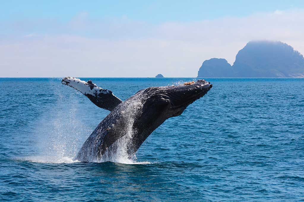 Humpback Whale