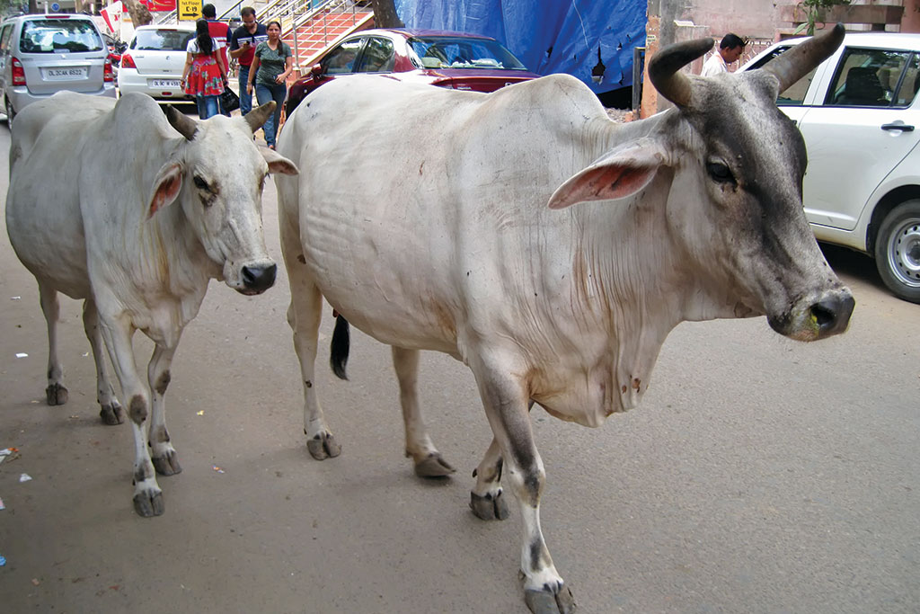 Sacred Cows in Delhi