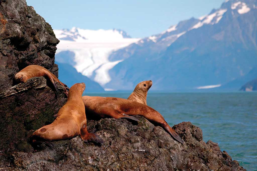 Steller Sea Lions