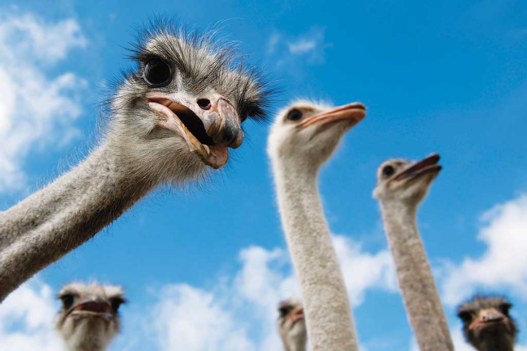 Ostrichland