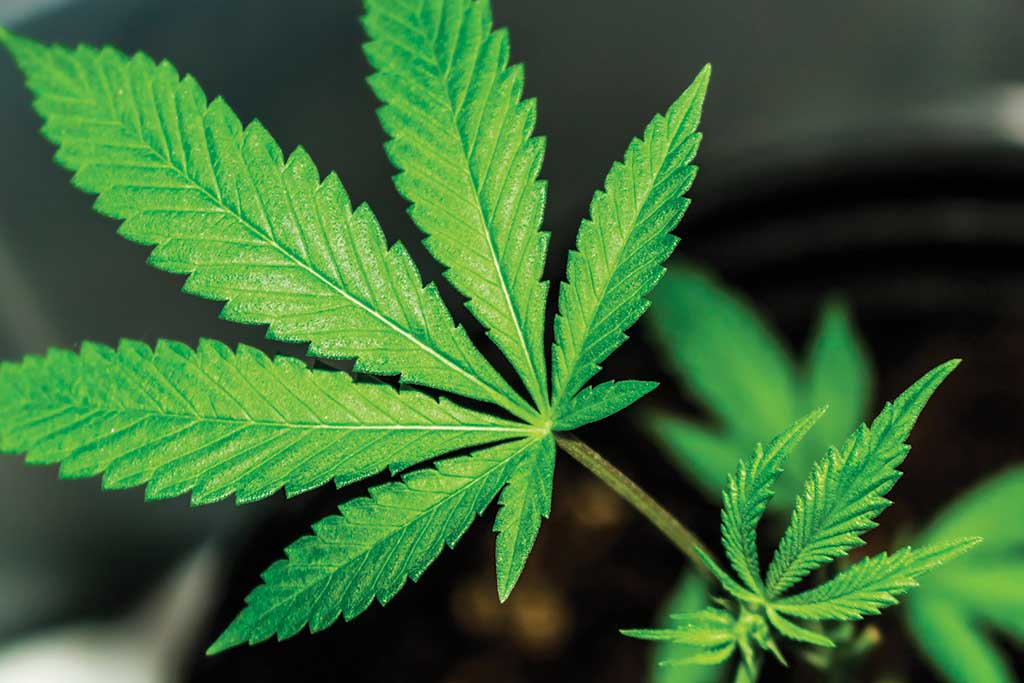 Cannabis Leaf