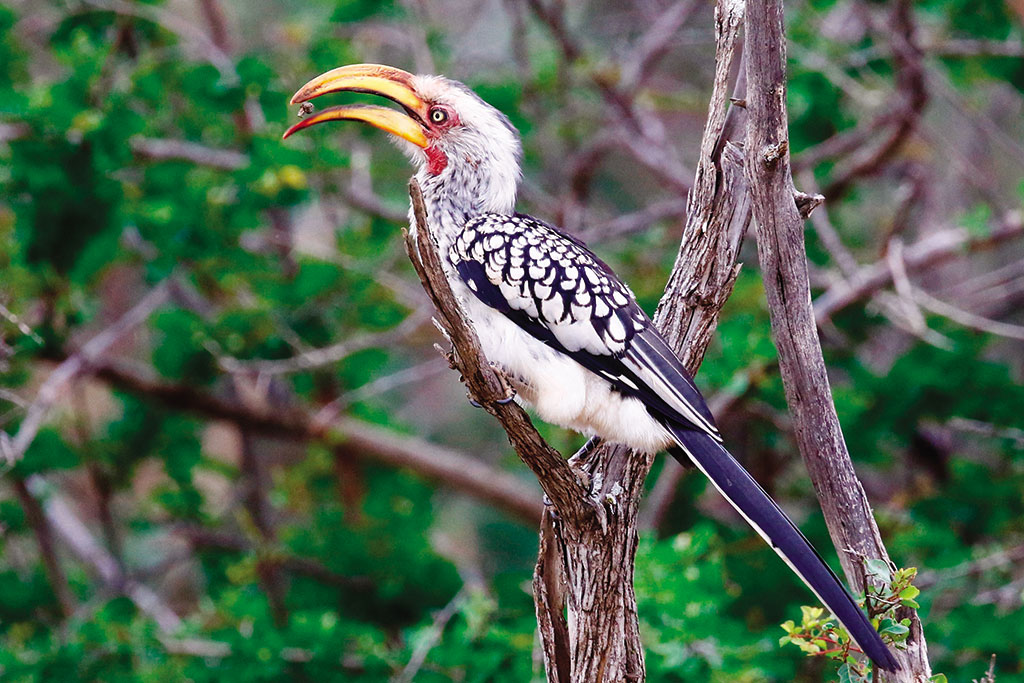 Southern Yellow billed Hornbill