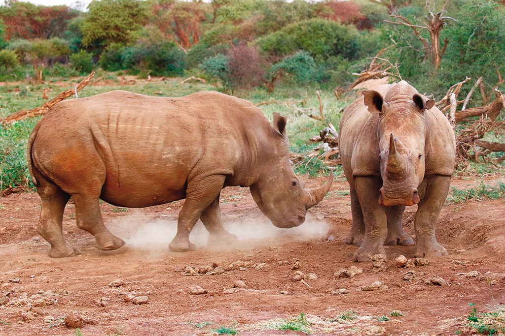 White Rhinos in South Africa