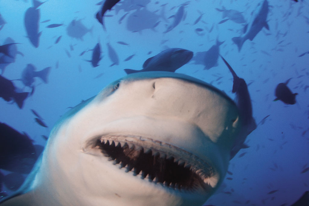 Shark Diving