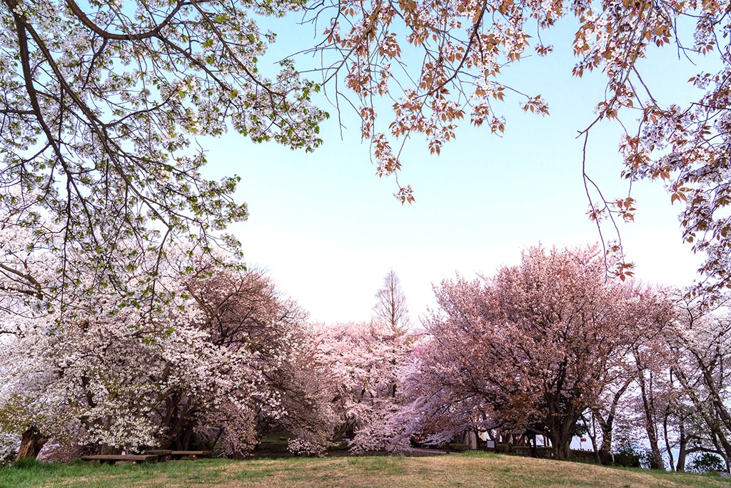 Asahiyama Shinrin Park