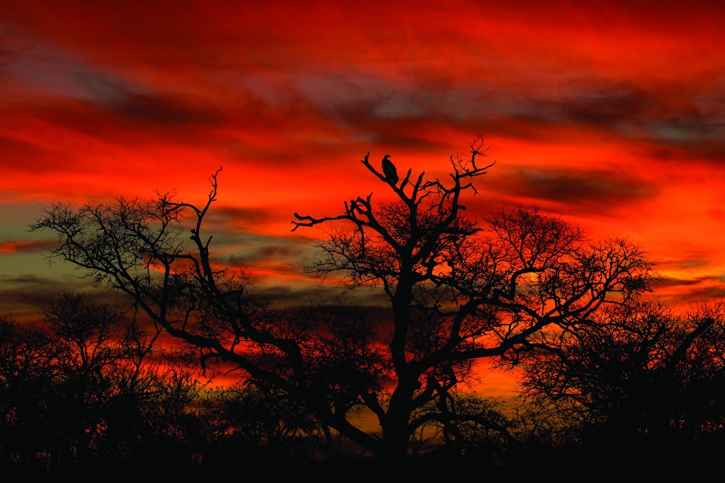 Sabi Sabi Landscape in Africa
