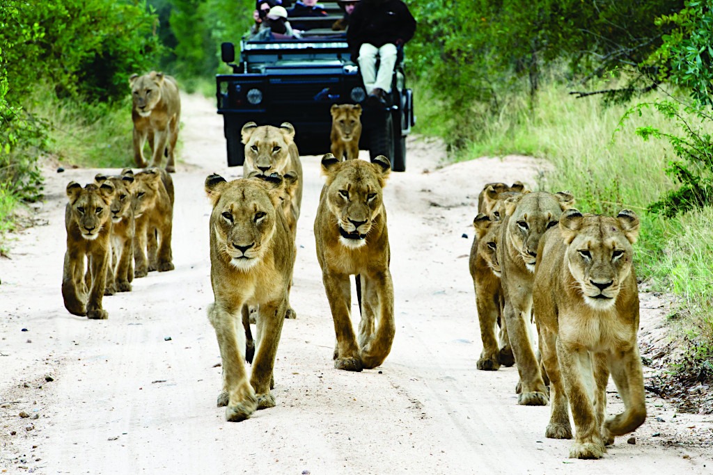 Safari in Africa