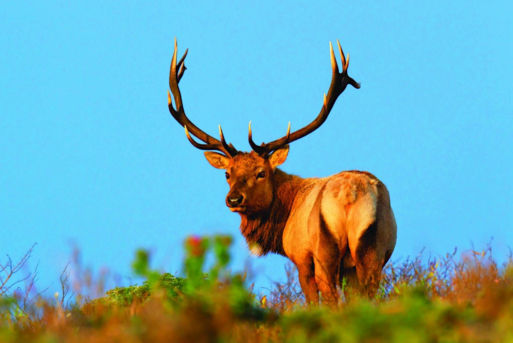 Male Tule Elk at Point Reyes National Seashore, Marin County