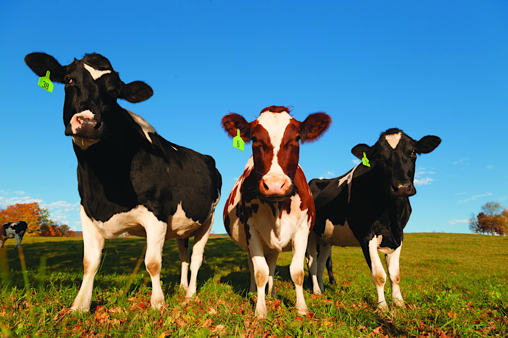 Friendly Vermont Cows in The Champlain Islands, Vermont