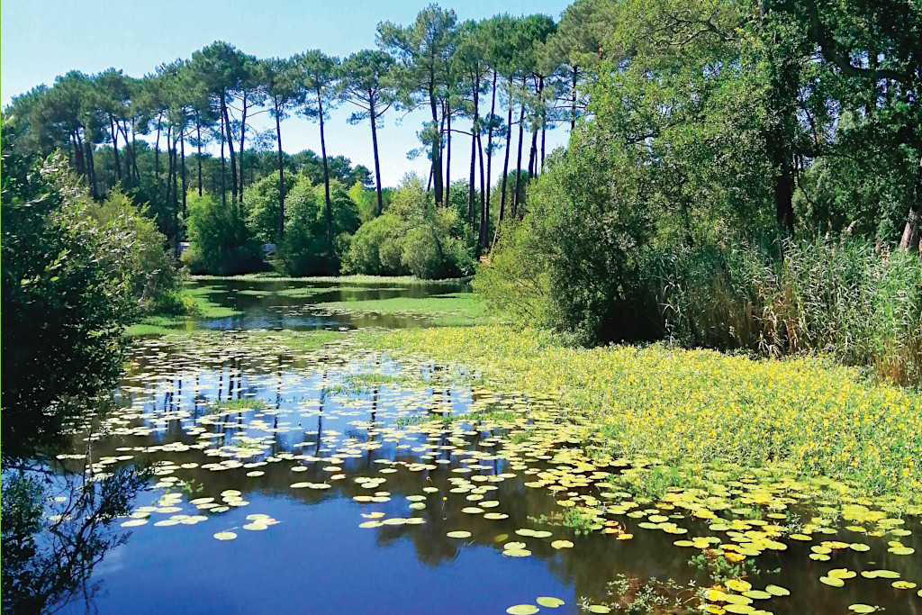 Lake Near Mimizan, France