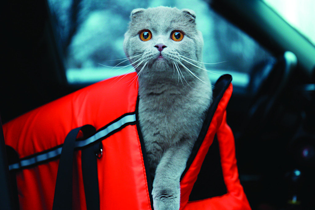 Traveling With Pets