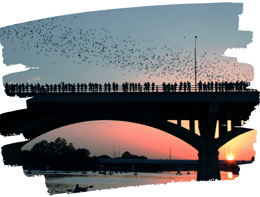 Austin bats