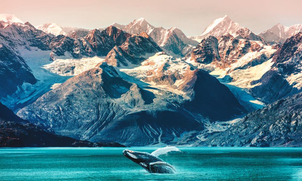 Breaching Whale in Alaska (Photo by Maridav)