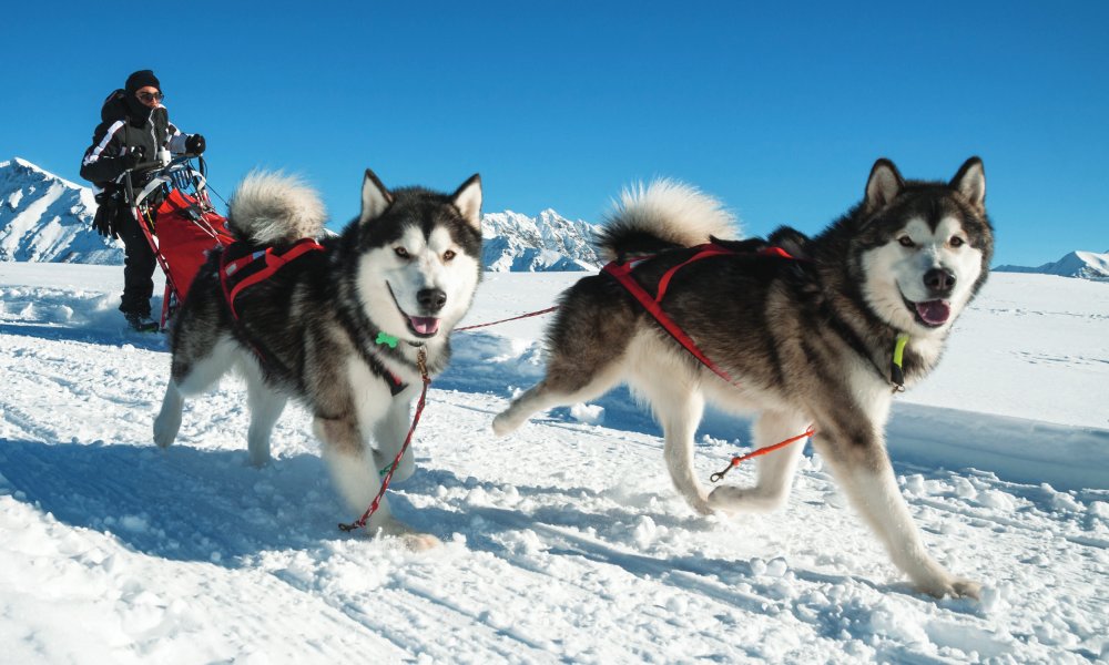 Enjoying a Day of Dog Sledding (Photo by Colombo Nicola)