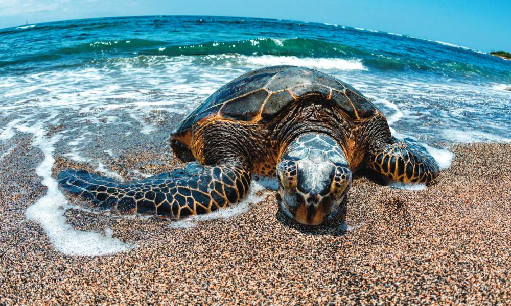 Giant Sea Turtle in the Caribbean (Photo by Andrea Izzotti)