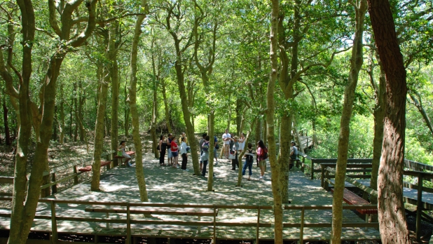 Sunken Forest