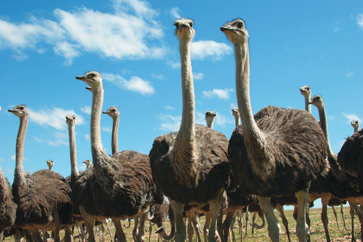 Ostrichland (Photo by Dirk M De Boer)