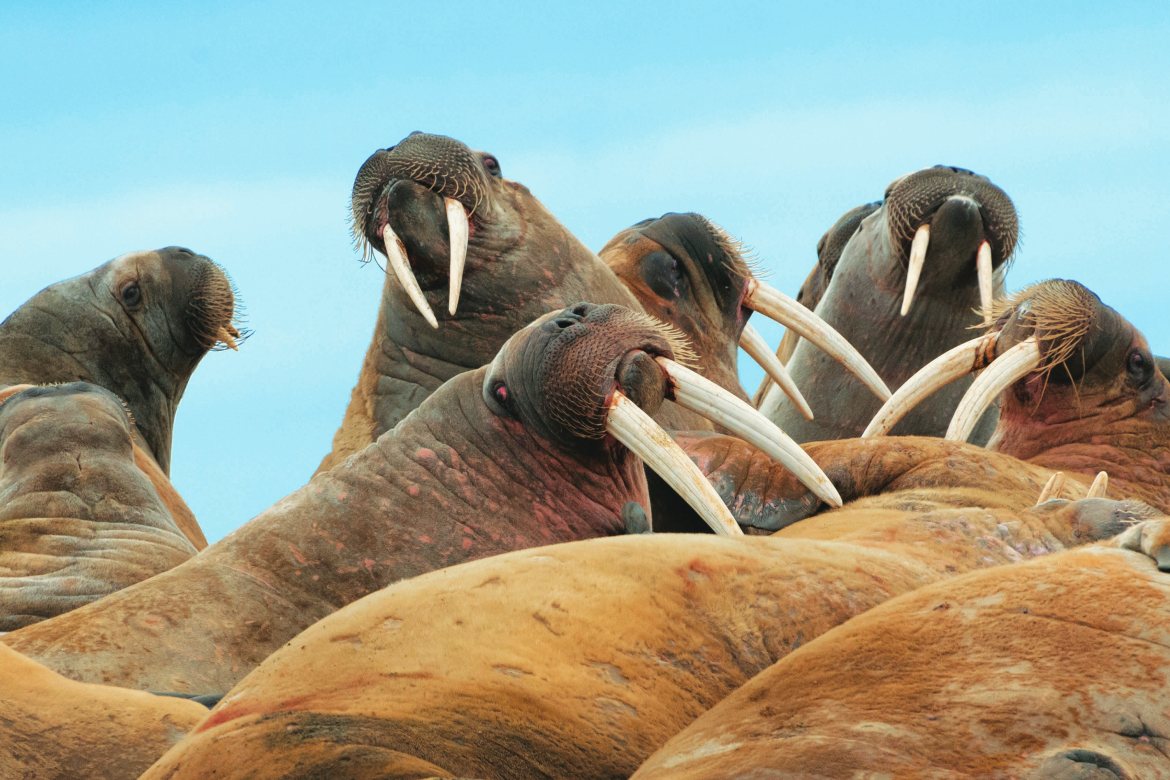 A Pod of Walruses in Svalbard (Photo by Don Landwehrle)