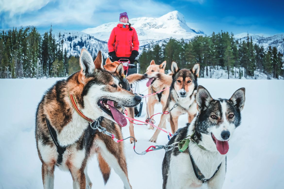 Dog Sledding in Norway (Photo by Henrik A. Jonsson)