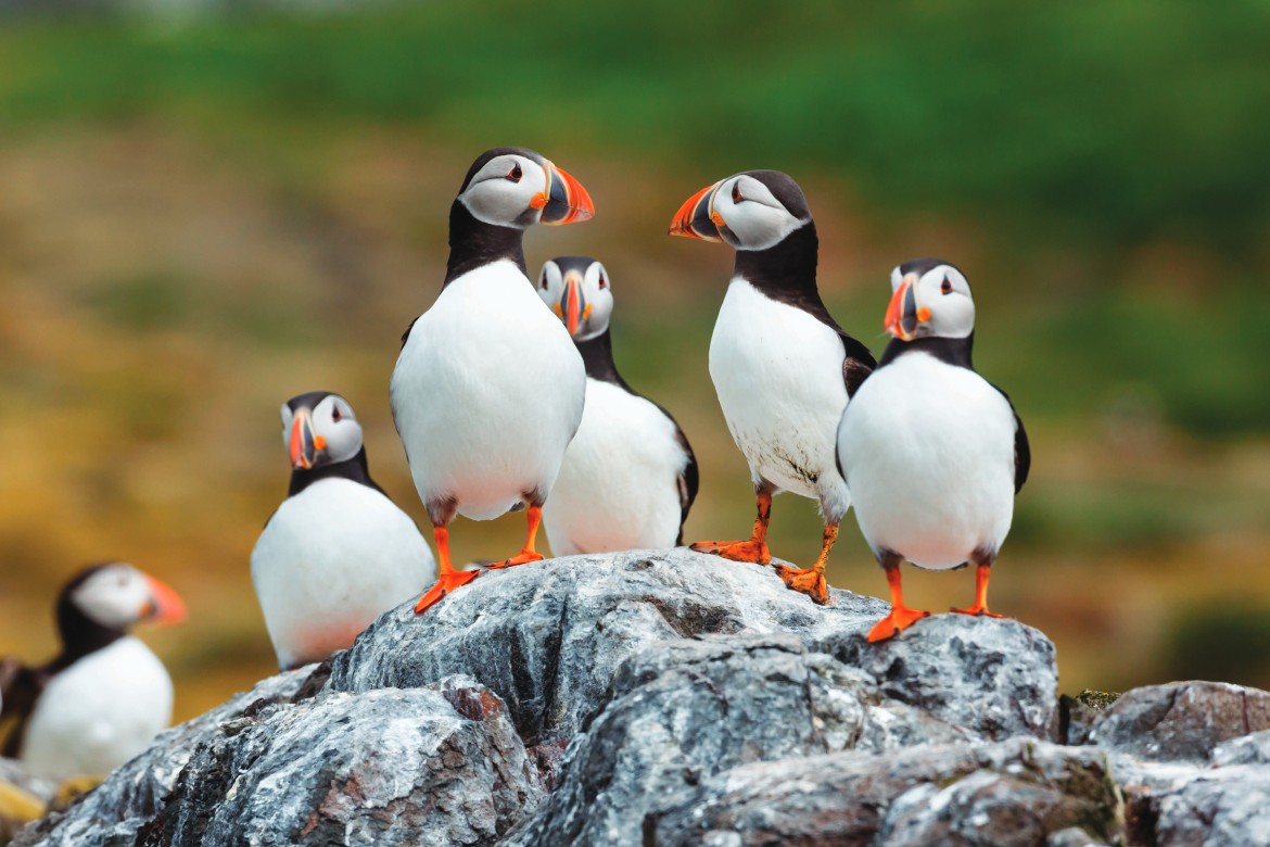 Puffins in Norway (Photo by Pim Leijen)