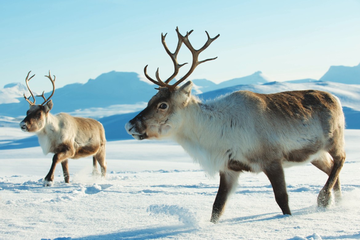 Reindeer in Northern Norway (Photo by Dmitry Chulov)