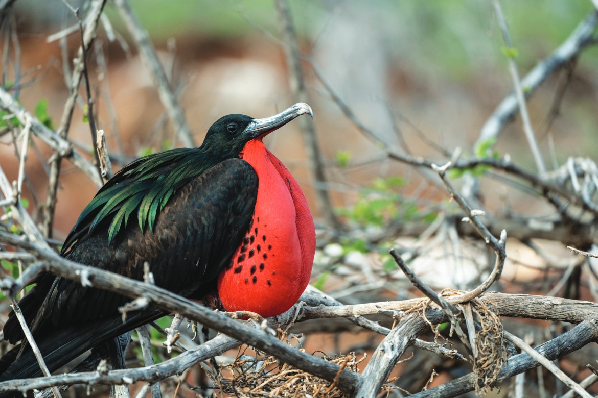 Male Frigate Bird (Photo by Emily Pennington)