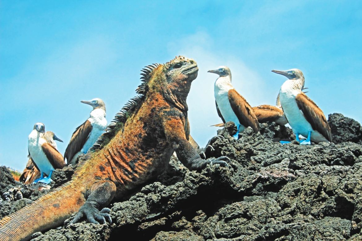 Marine Iguana with Blue Footed Boobies on Isabela island Galapagos (Photo by Reisegraf.ch)