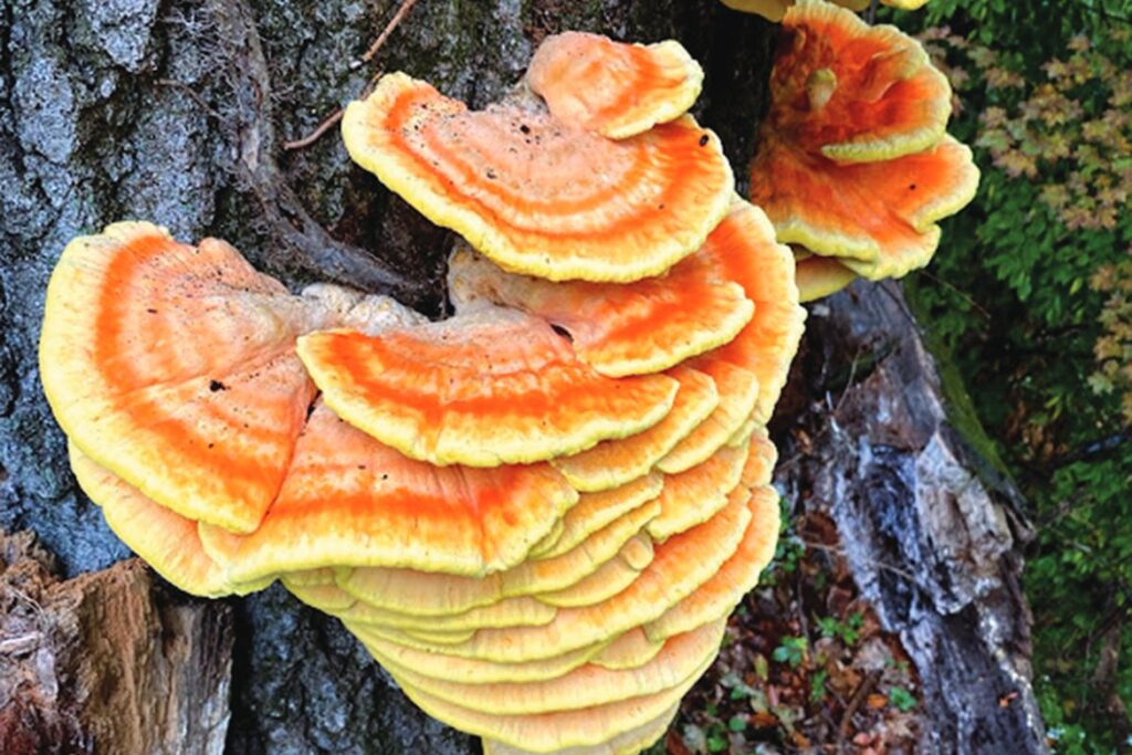 Chicken of the Woods (Photo by Wildspawn Mushroom)